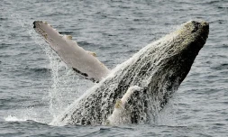 Photographie d'une baleine prise sur la côte de Puerto Lopez en Equateur, le 21 octobre 2015