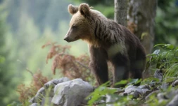 Un ours dans la forêt au-dessus du village de Markovec, le 27 juin 2018 en Slovénie