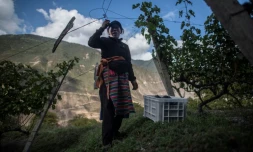 Un viticulteur récolte du raisin dans le vignoble d'Ao Yun, au pied des contreforts de l'Himalaya dans la province chinoise du Yunnan, le 10 octobre 2018
