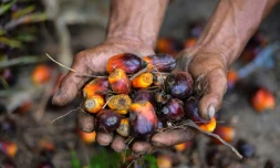 Les fruits du palmier à huile dans une plantation de Meulaboh, dans la province d'Aceh dans le nord de l'île de Sumatra en Indonésie