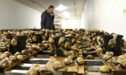 La ferme d'escargots d'Ivan Iouskevitch à Solonka, en Ukraine, le 20 avril 2022