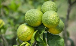 Photo prise le 9 avril 2018 de citrons atteints par la maladie du dragon jaune, également appelée "citrus greening", dans une plantation du Cirad (Centre de coopération internationale en recherche agronomique pour le développement)