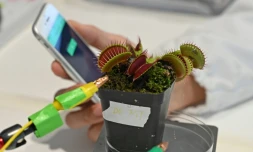 Des électrodes
reliées à une plante carnivore dans un laboratoire de l'université technologique Nanyang (NTU), le 24 mars 2021 à Singapour