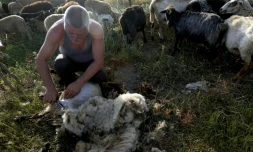 Un berger tond des moutons dans un enclos prĂšs de Vlora, le 12 juin 2024 en Albanie