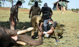 Des veterinaires effectuent un prélèvement sur un éléphant captif pour un test de dépistage au Covid-19 le 8 juin 2021 au Camp d'éléphants de Theppakadu, au Tamil Nadu, dans le sud de l'Inde