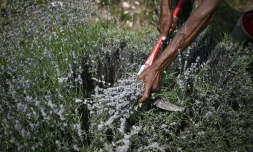 Un homme cueille de la lavande prĂšs du village de Zelenikovo, dans le centre de la Bulgarie, le 12 juillet 2023