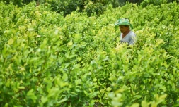 Un cultivateur de coca à Policarpa, en Colombie, le 15 janvier 2017