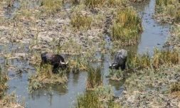 Des buffles d'eau dans les marais de Chibayish, frappés par la sécheresse, dans le sud de l'Irak, le 19 août 2025