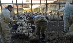 Un élevage de canards dans une ferme avant leur abattage le 6 janvier 2017 à Belloc-Saint-Clamens dans le Sud-Ouest