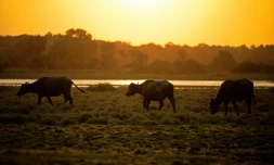 Des buffles d'Asie sur des terres agricoles au coucher du soleil Ă Soure, sur l'Ăźle de Marajo, dans l'Ătat de Para, le 4 septembre 2023 au BrĂ©sil