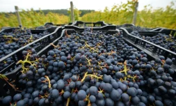 Du raisin prêt à être transporté dans un vignoble près de Scaynes Hill, appartenant au département vin du Plumpton College dans le sud de l'Angleterre, le 12 octobre 2015