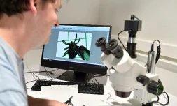 Observation d'une tique au microscope dans un laboratoire de l'Institut national de la recherche agronomique (Inra) à Champenoux (Meurthe-et-Moselle), le 28 septembre 2018