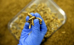 Des larves de mouches-soldats noires (hermetia illucens) à l'usine de la société Agronutris, le 15 juin 2023 à Rethel, dans les Ardennes