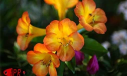 Flore et Halle, le salon de l'horticulture et du cadre de vie, s'est tenu du mercredi 1er août au dimanche 5 août 2001 au Port