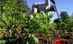 Mercredi 9 novembre 2005 -

Le premier guide d'évaluation des risques professionnels dans le domaine agricole a été présenté par la caisse générale de sécurité sociale