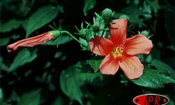 Rendez-vous aux jardins