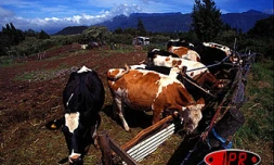 &quot;Bienvenue à la Ferme&quot; organise une journée portes ouvertes. L'occasion de retrouver des produits du terroir dans une ambiance conviviale
