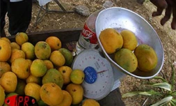 Qu'elles soient carotte, sauvage, josé, auguste ou américaine, les mangues font partie des fruitss préférés des Réunionnais