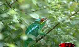 Les lézards sont menacés par un insecticide vendu sur internet