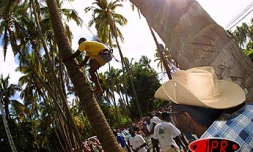 Lors d'un précédent concours de grimper de cocotiers