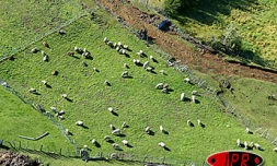 Vendredi 3 octobre 2003
Un cas de fièvre catarrhale, a été repéré dans un élevage de moutons de l'Est. Les animaux ont été soignés à temps et guéris