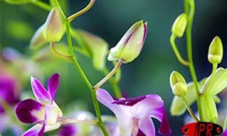 Exposition d'orchidées à Saint-André (Est) en septembre 2001