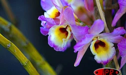 Les orchidées seront à la fête de mercredi à dimanche à
Saint-André.