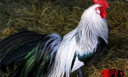 Le conservatoire agricole de l'Océan Indien a ouvert ses portes au public le 1er février 2001 à Piton Saint-Leu (Ouest). Le parc regroupe une centaine de races rares de poules d'ornement et de chair