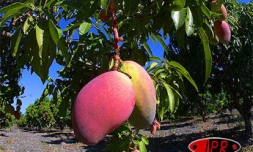 L'ananas, la mangue, le letchi et le fruit de la passion sont les fruits les plus concernés par l'export