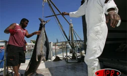 Septembre 2006

Activité marginale hier, la pêche est devenue en 20 ans le deuxième poste à l'exportation après la filière canne-sucre