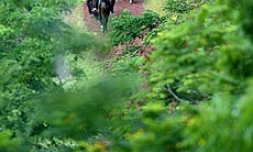 Randonnée à cheval pour jouer au cow-boy sous les tropiques