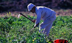 Mercredi 10 décembre 2003

Pour une agriculture raisonnée et respectueuse de l'environnement