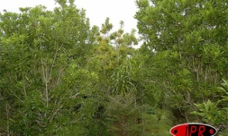 Juillet 2006 - 
Image de forêt primaire en devenir à Rodrigues - 
Photo Luc Gigant
