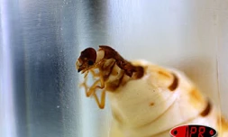 Termite adulte. Ce parasite cause des dégâts considérables notamment sur les boiseries