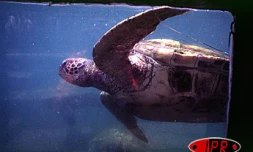 La ferme Corail restera fermée au public pendant 18 mois à partir du lundi 22 mars 2004
