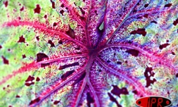 Le rideau est tombé lundi soir 21 avril 2003 sur la deuxième édition du festival des plantes. Cette année se sont les plantes rares et endémiques qui ont été à l'honneur comme en témoigne cette feuille de caladium
