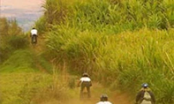 À La Réunion, les amateurs de vélo tout-terrain disposent d'un terrain de jeu exceptionnel. Avec son relief accidenté, l'Île propose une bonne dizaine de parcours différents