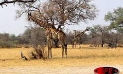 Parc de Hwange Ngwethla Camp est
Photos Nathalie Lecomte - José Moreau