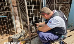 animaux - police - Le Port