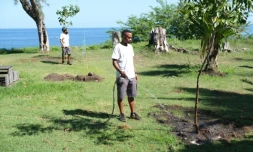 100 000 arbres ville de Saint-Paul