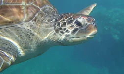 Tortue imbriquée Croupette