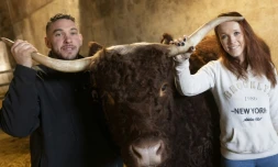 Ovalie, vache Ă©gĂ©rie, s'apprĂȘte Ă jouer les stars au salon de l'Agriculture