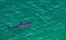 Un grand requin blanc nage prĂšs de la cĂŽte de Cape Cod