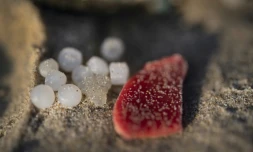 Les "larmes de sirÚne", une pollution omniprésente aux origines multiples