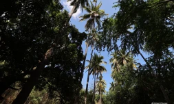 météo réunion