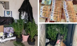Saint-Louis : des pieds de zamal et une chambre de culture découverts avec trois mille euros d’argent liquide
