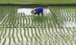 Au Vietnam, des pistes pour réduire l'impact du riz sur le réchauffement climatique