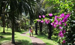 Mascarin jardin botanique