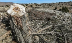 Au Liban, des arbres millénaires menacés par l'abattage illégal