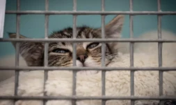 Un chat attend dans une cage au refuge pour animaux de la Société de protection des animaux, à Chamarande, en Essonne, le 29 juillet 2021 ( AFP / BERTRAND GUAY )